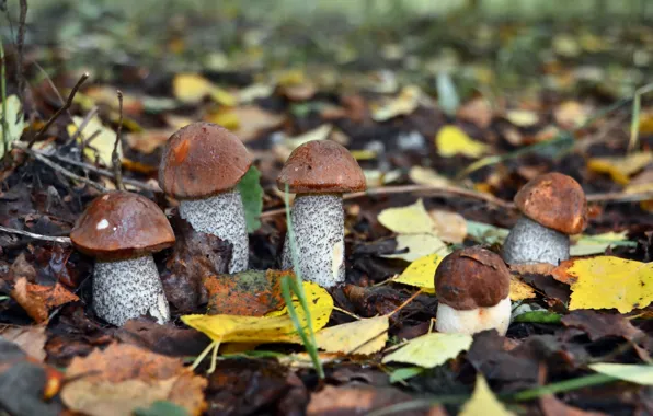 Autumn, nature, mushrooms