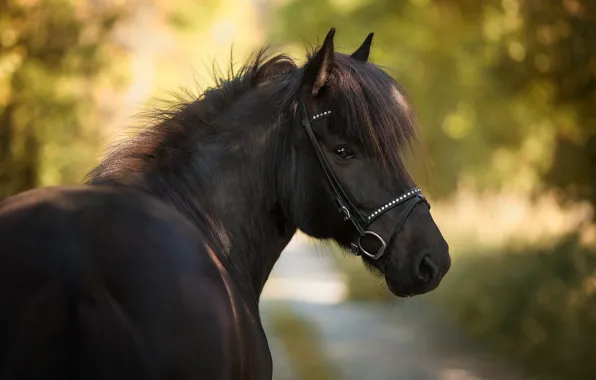 Summer, nature, horse