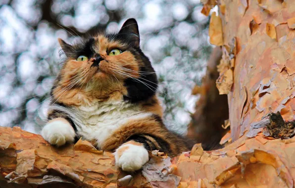 Cat, background, tree