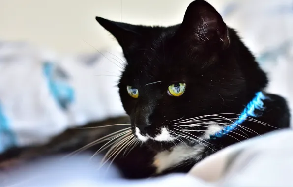 Cat, cat, look, face, black, portrait, lies, collar