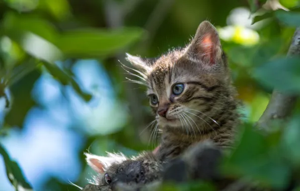 Picture kitty, on the tree, bokeh