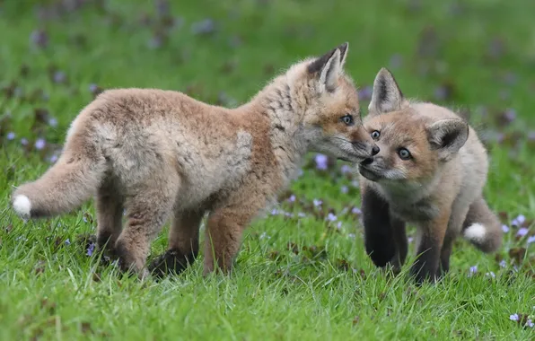 Fox, Fox, kids, cubs
