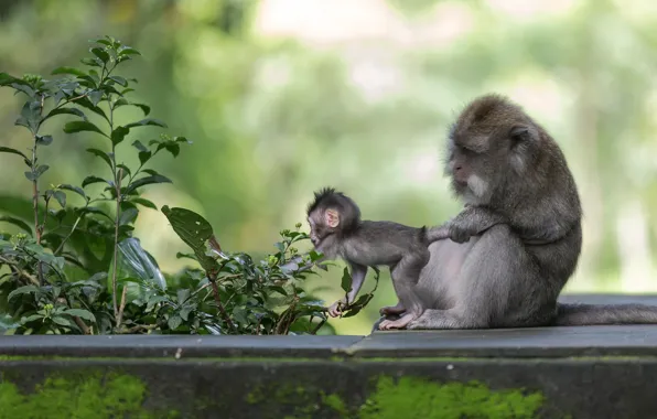 Macaques, monkey, cub, mom, where