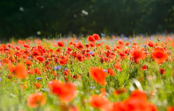Picture summer, flowers, Maki, bokeh, poppy field