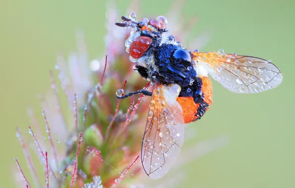 Drops, macro, Rosa, fly, background, plant, insect, fly