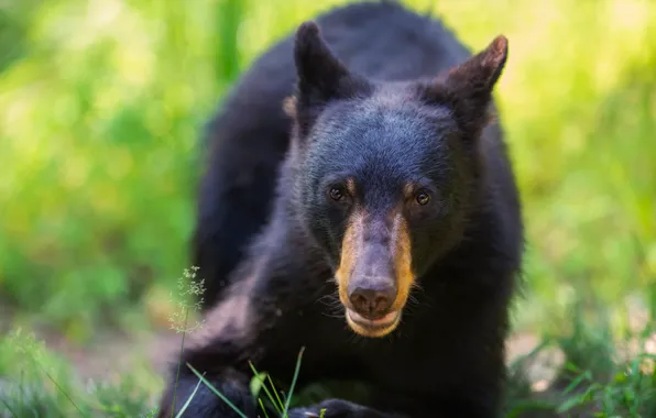 Look, face, nature, portrait, bear, bear, young, baribal