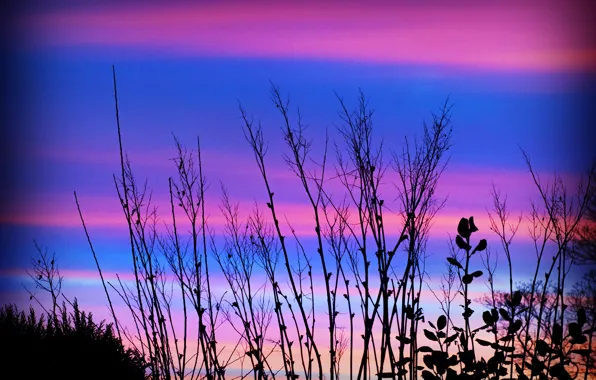 Picture the sky, grass, clouds, plant, silhouette, glow