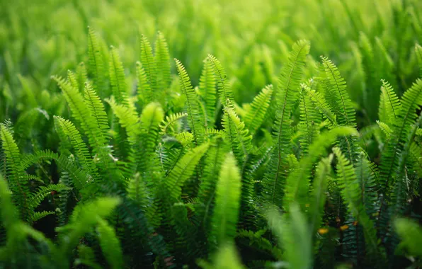 Picture a lot, nature, leaves, greens, fern, thickets