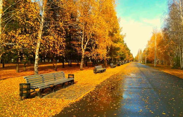 Picture leaves, bench, foliage, the evening, Park, Golden autumn, Omsk