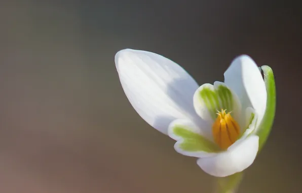 Picture macro, background, petals, snowdrop