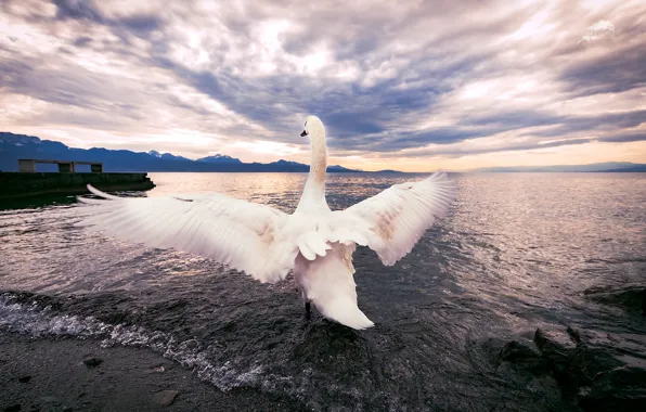 Picture nature, bird, Swan