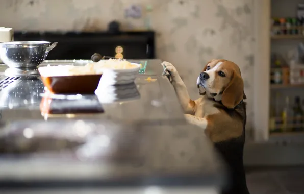 Picture each, dog, kitchen, Beagle
