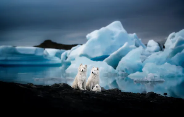 Dogs, look, landscape, nature, pose, dog, puppy, Samoyed