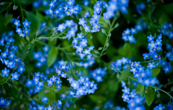 Picture grass, leaves, carpet, petals, flowers