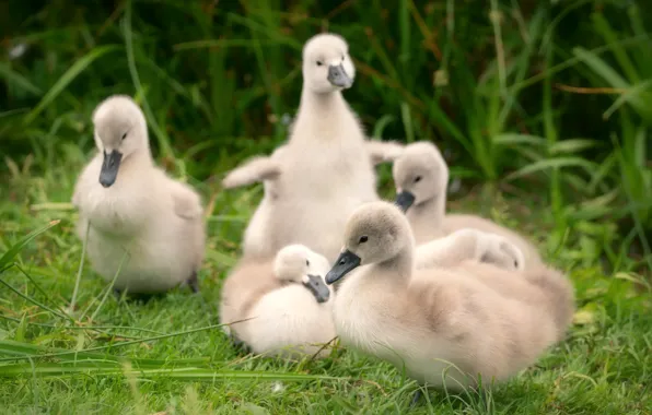 Grass, birds, nature, pose, shore, glade, Swan, kids