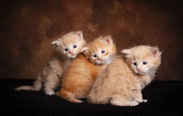 Look, cats, pose, the dark background, kitty, kittens, three, fur