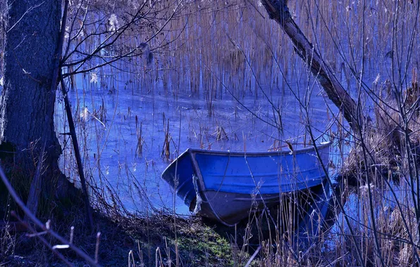 Autumn, forest, trees, nature, pond, boat