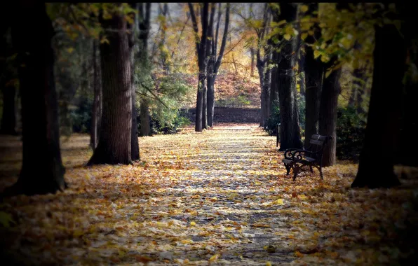 Picture autumn, leaves, trees, bench, Park, alley, square