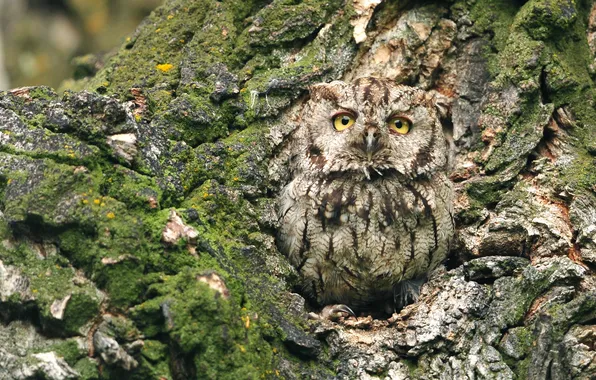 Trees, nature, owl, bird