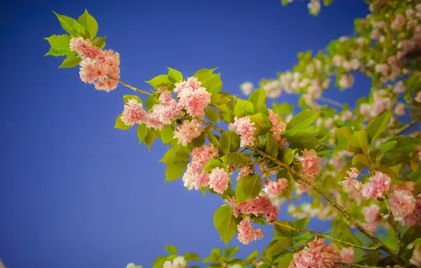 Branches, cherry, Sakura, flowering