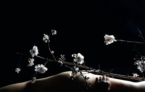 Background, body, branch, spring, flowering, Fine Art