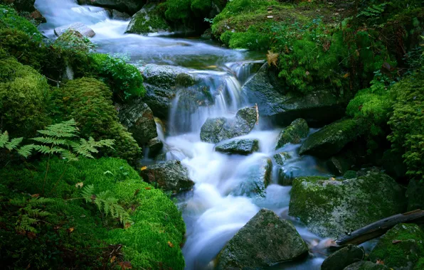 Picture stream, canyon, Finland, Finland, In the residence, Northern Savonia