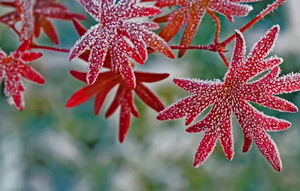 Picture frost, leaves, crystals, geranium