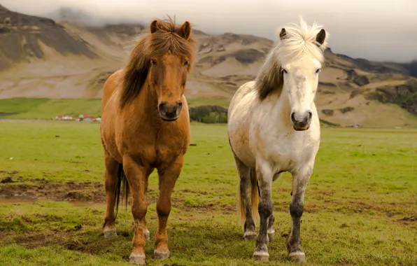 Picture Iceland, Farm, Horses