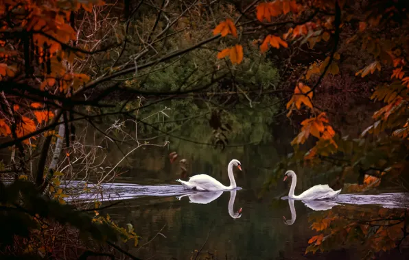 Picture autumn, lake, pair, swans
