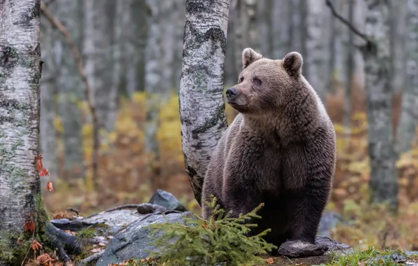 Autumn, look, nature, pose, bear, bear, face, brown