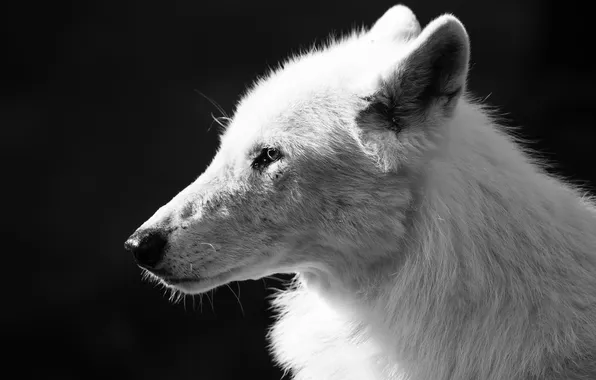 Nature, snow, predator, face, animal, wolf, wildlife, portrait