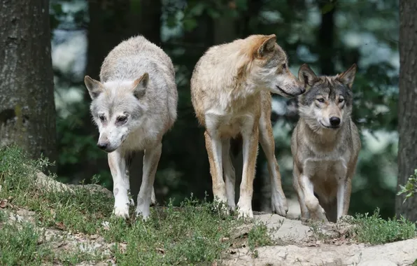 Nature, snow, predator, face, animal, wolf, wolves, wildlife