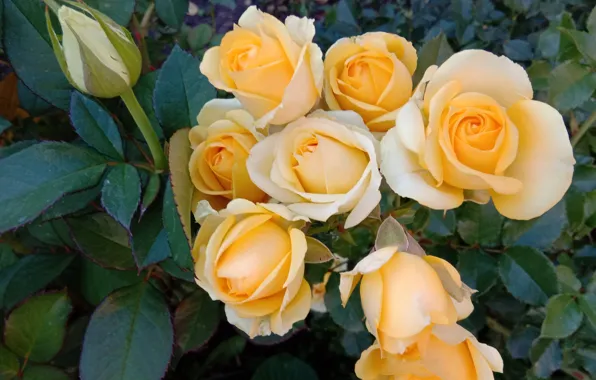 Rose, yellow, gentle