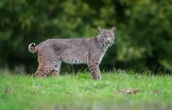 Greens, grass, look, face, nature, glade, walk, lynx