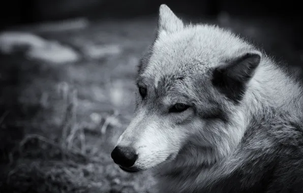 Look, face, grey, wolf, Sepia, closeup