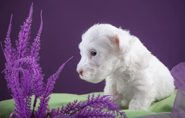 Picture white, puppy, fabric, the Sealyham Terrier