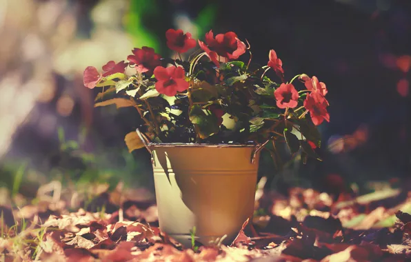 Flowers, nature, background
