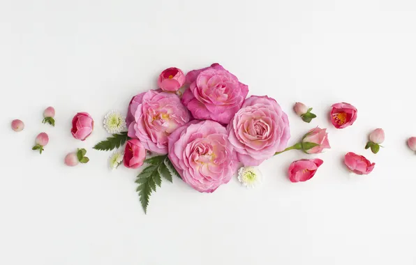 Leaves, flowers, roses, petals, white background, pink, placer, light background