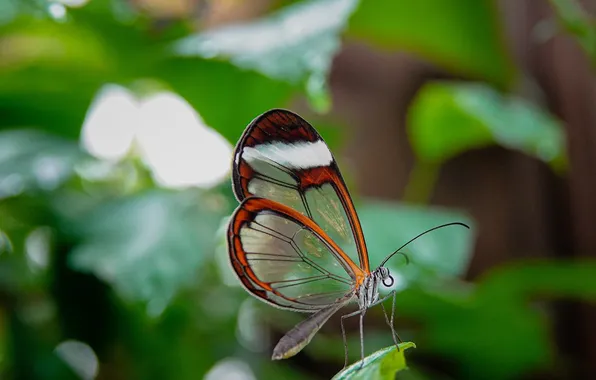 Leaves, microsemi, butterfly, wings, insect, beautiful, closeup