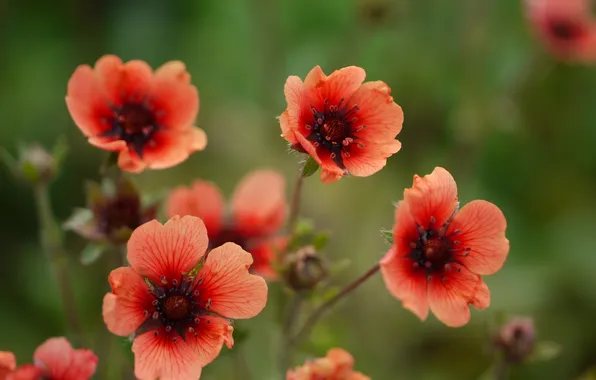 Flowers, nature, plant, petals