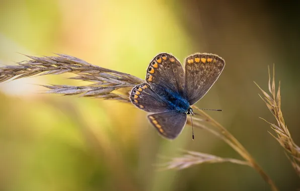 Picture grass, macro, butterfly, insect