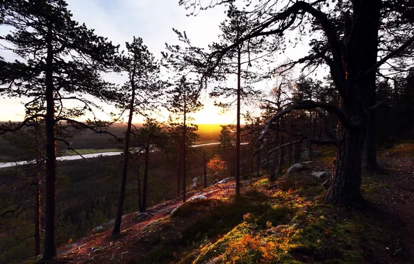 Autumn, forest, river, morning
