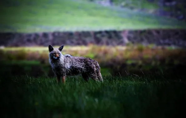 Animals, grass, nature, animals, photo, predators, beast, coyotes