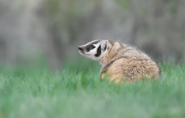 Grass, glade, American, badger