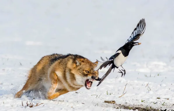 Picture animals, birds, wildlife, brown wolf, black and white bird and