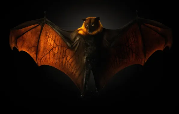 Picture black background, the dark background, flying Fox, flying dog, Pteropus, night Pteropus