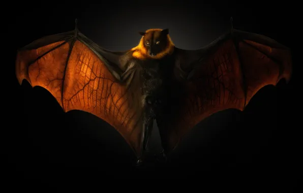 Black background, the dark background, flying Fox, flying dog, Pteropus, night Pteropus