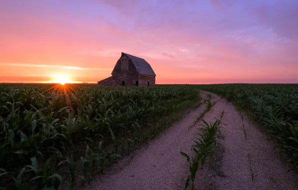 Picture road, field, house, corn