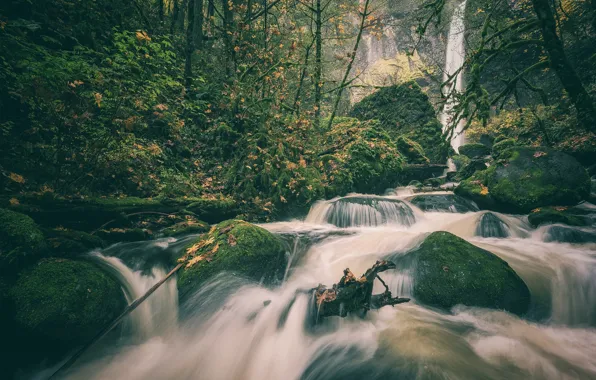 Autumn, forest, stones, waterfall, moss, Oregon, river, Oregon