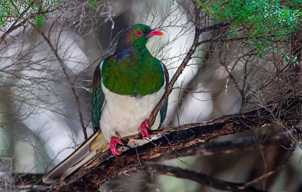 Picture trees, branches, nature, green, background, bird, pigeons, sitting